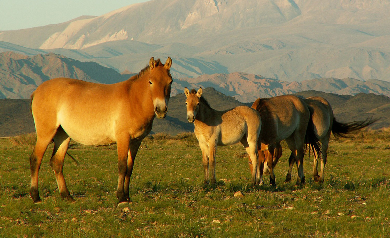 Les six animaux merveilleux de Gobi