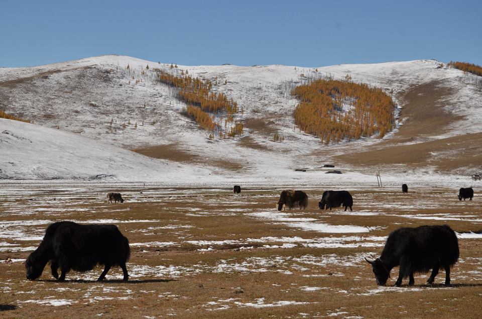 Le yak est venu des montagnes du Tibet à la Mongolie