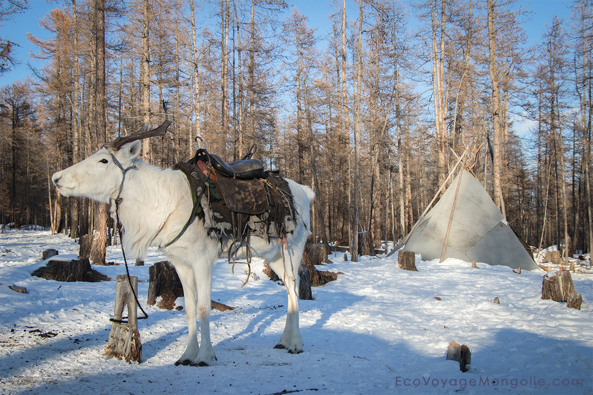 L'hiver en Mongolie