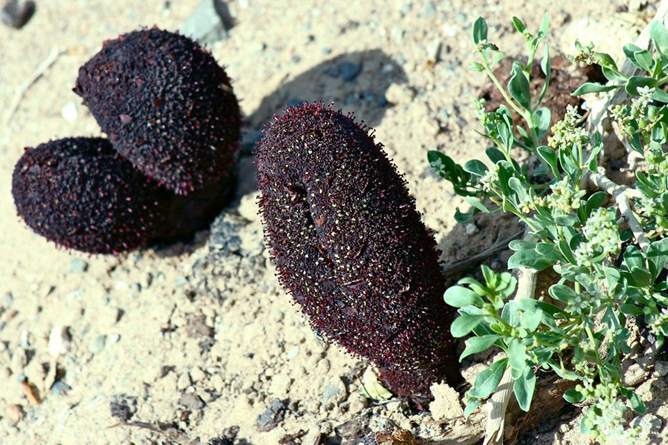 Red Goyo plants mongolie