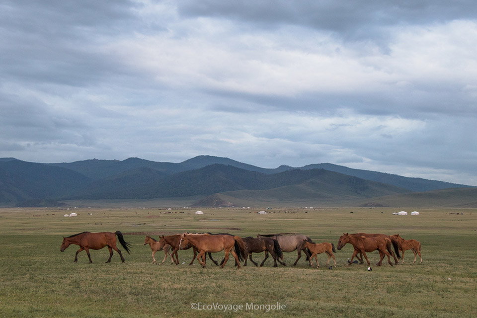 viande de cheval mongol
