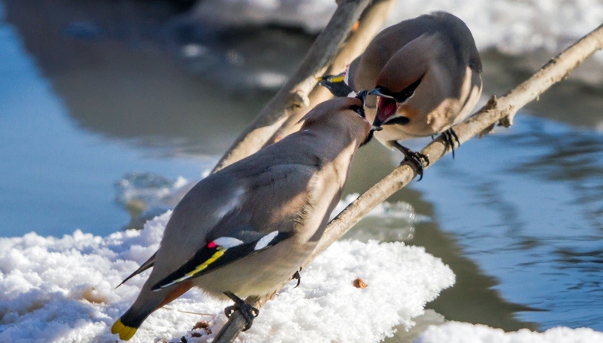 Les oiseaux  de la Mongolie