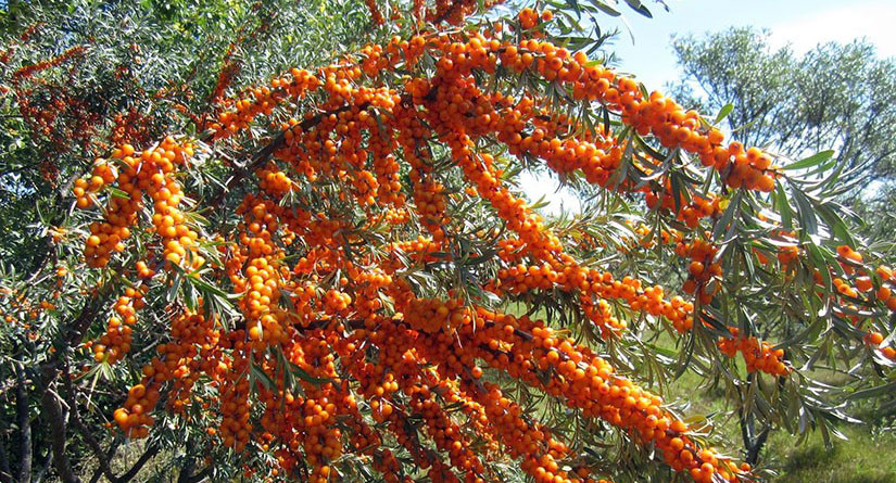 La nourriture mongole