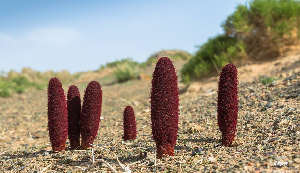 Plante de Goyo – Plante magique de Gobi