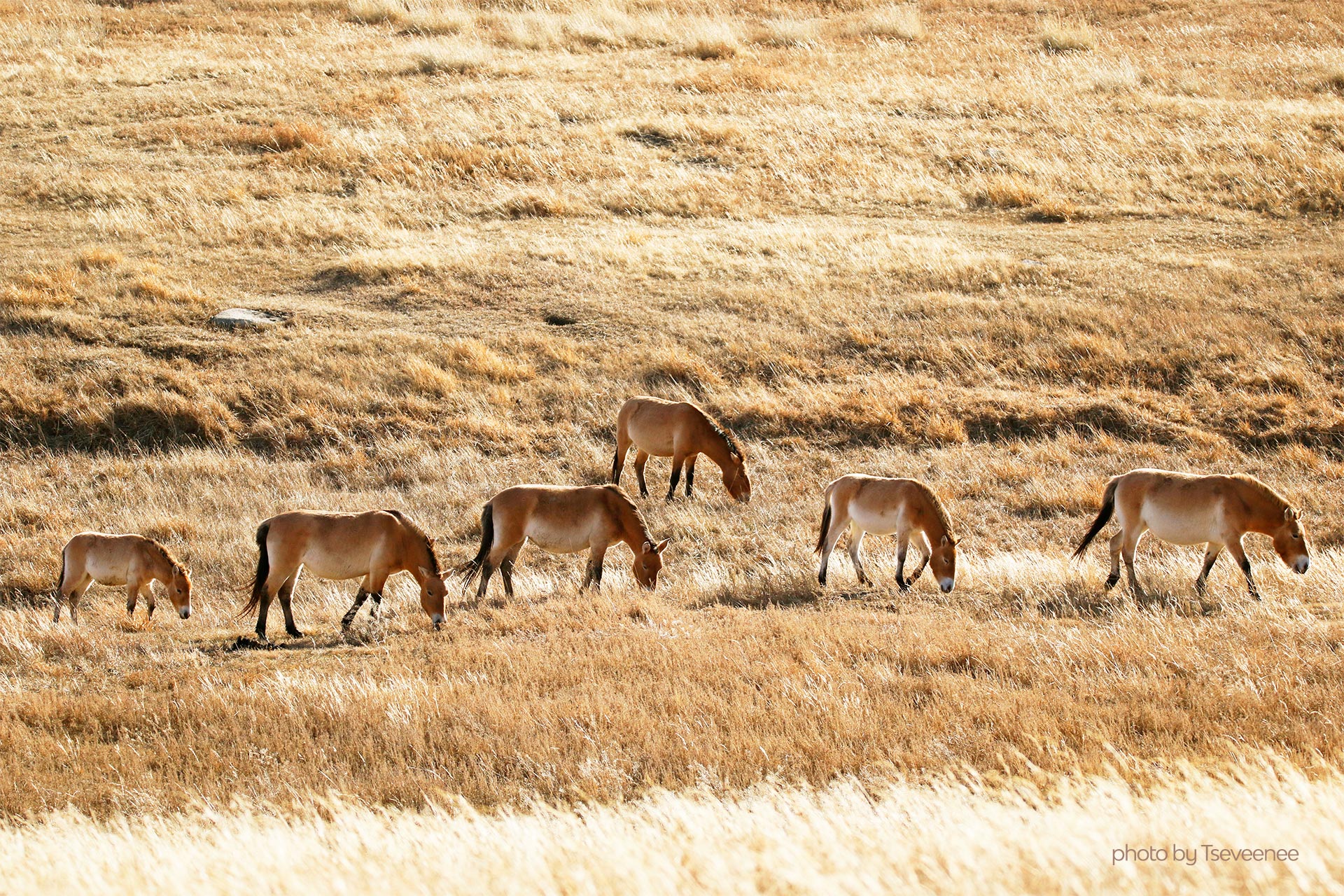 Chevaux sauvages "Przewalski"