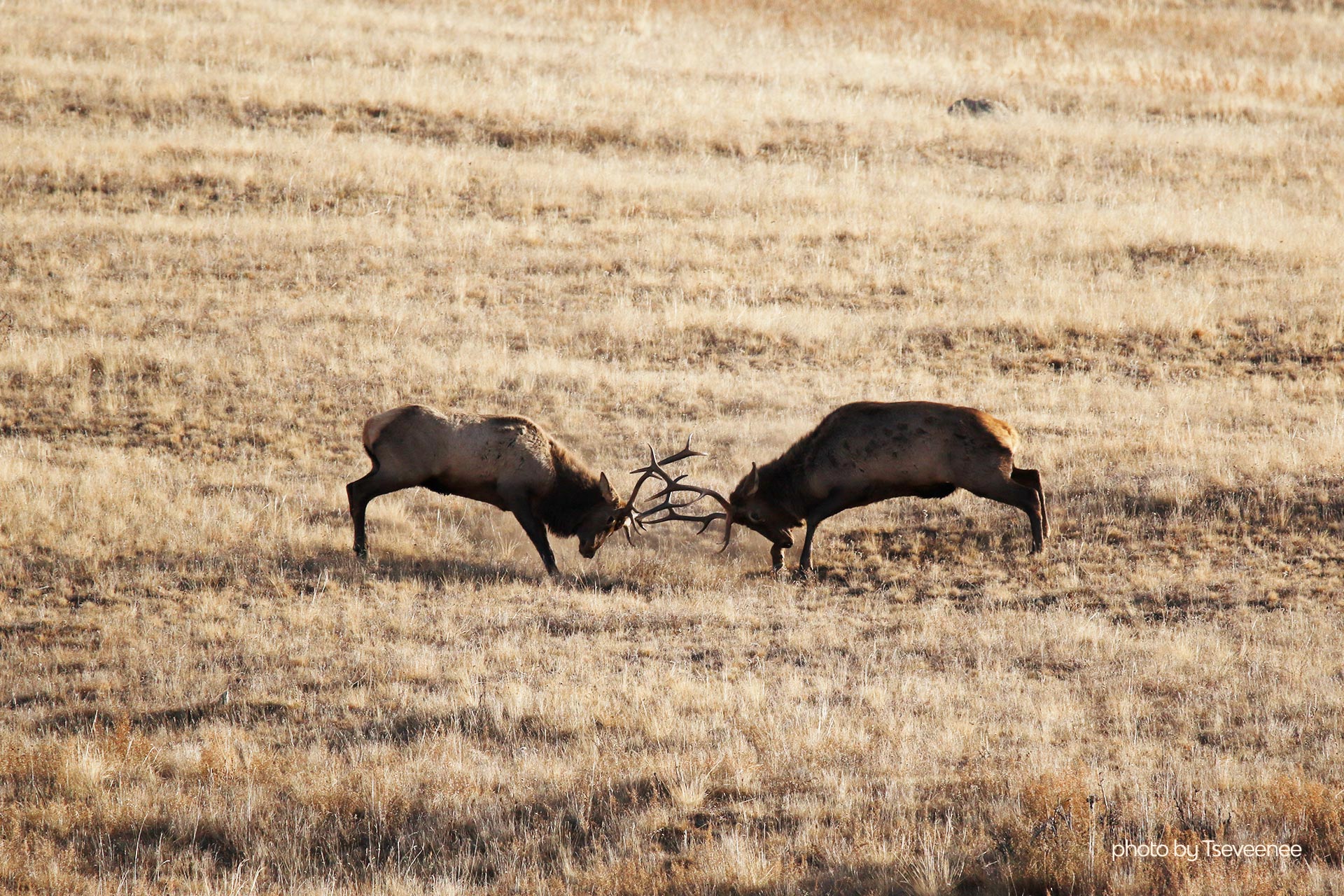 2 cerfs sauvages