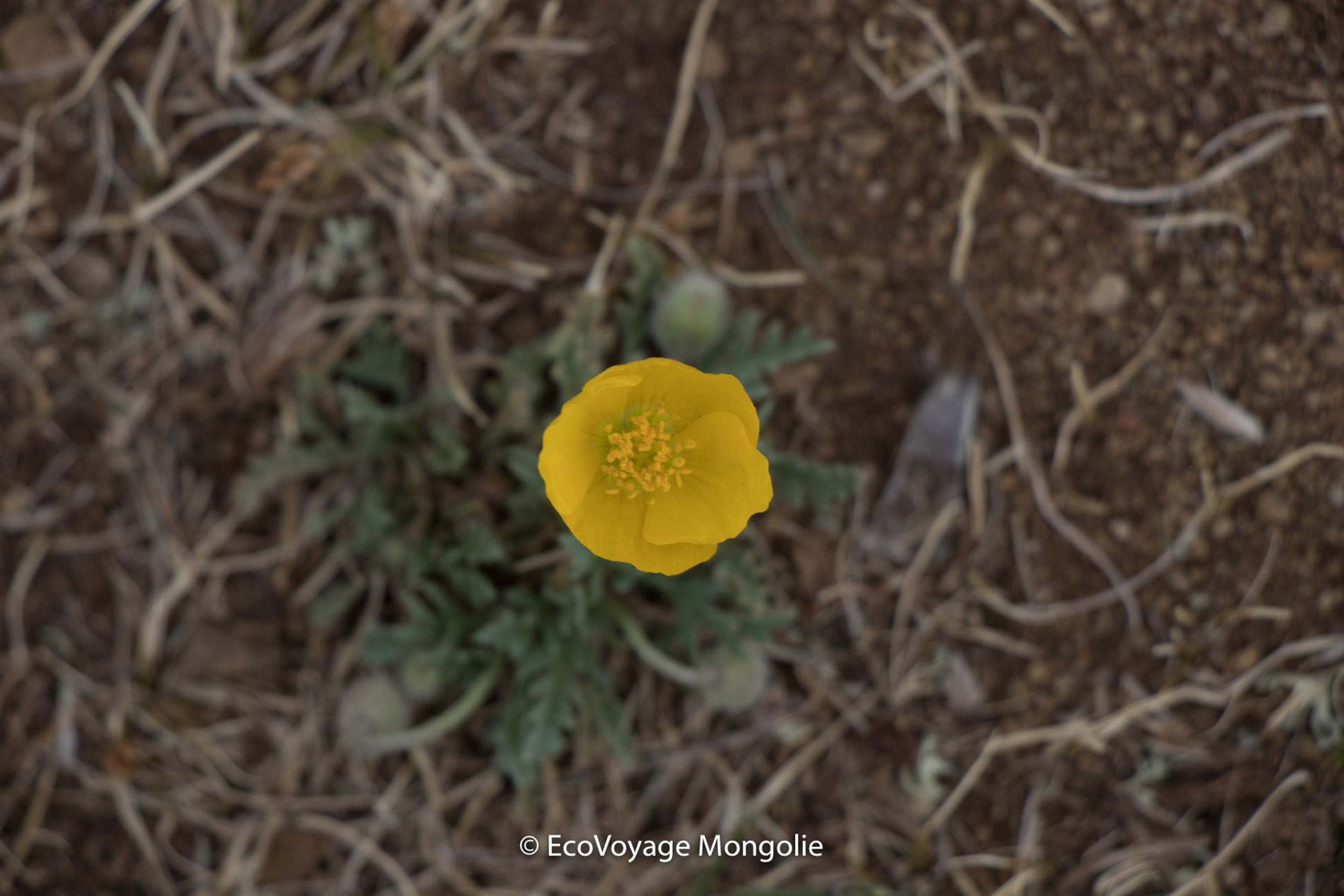 Flower in Terelj