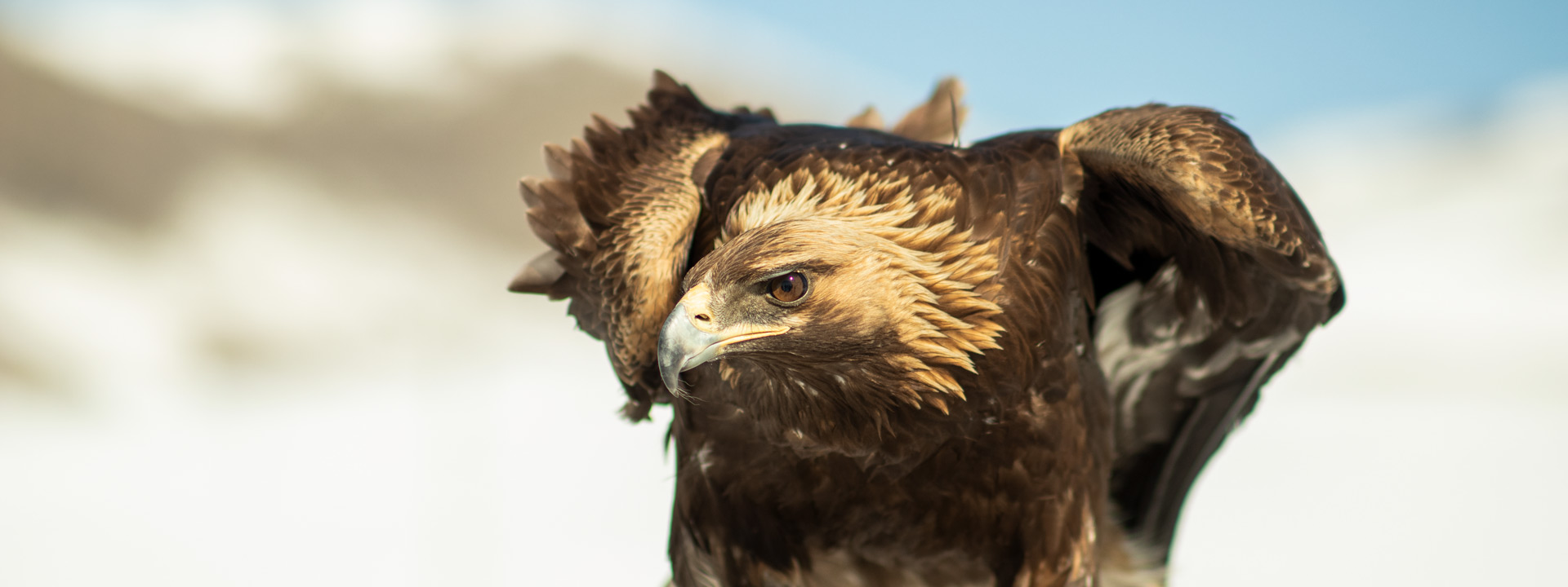 aigle