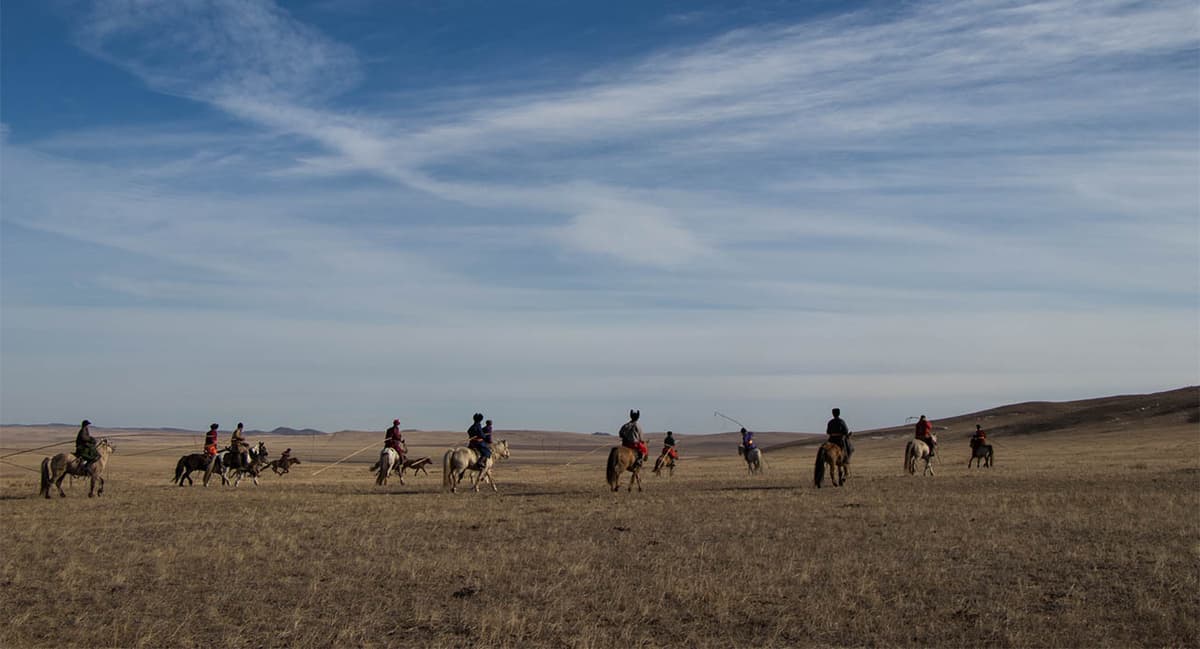mongolie chevaux