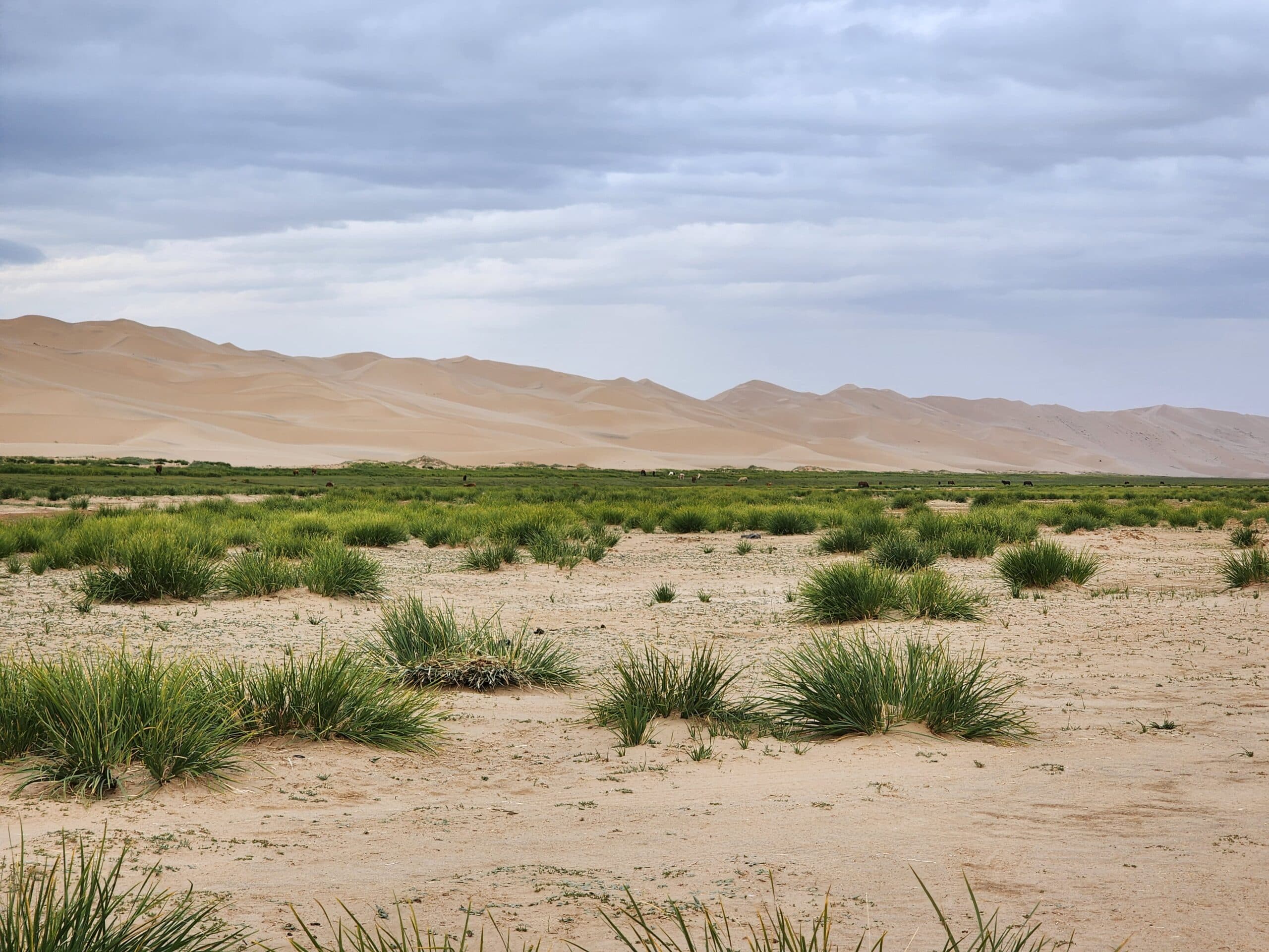 Le désert de Gobi : une mer de sable et de mystères