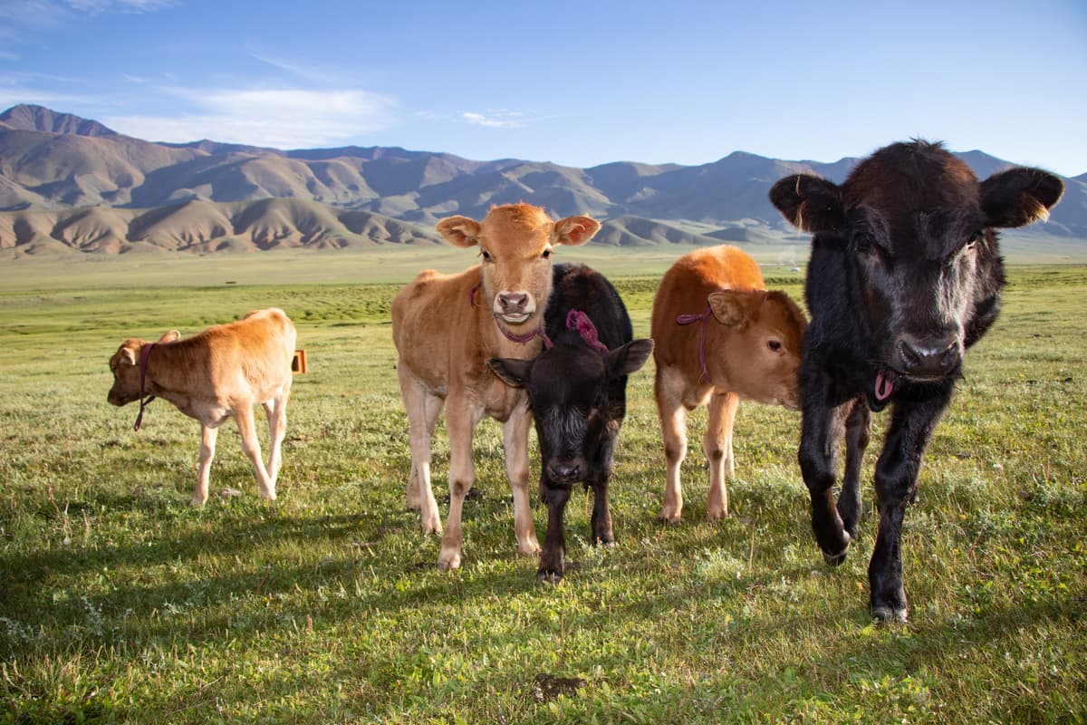 Voyage solidaire en avril – Saison des naissances du bétail