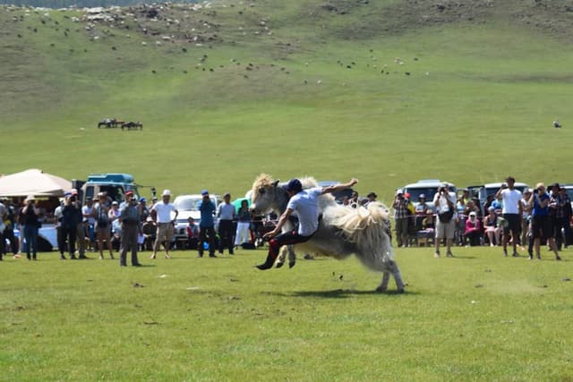 Yak festival