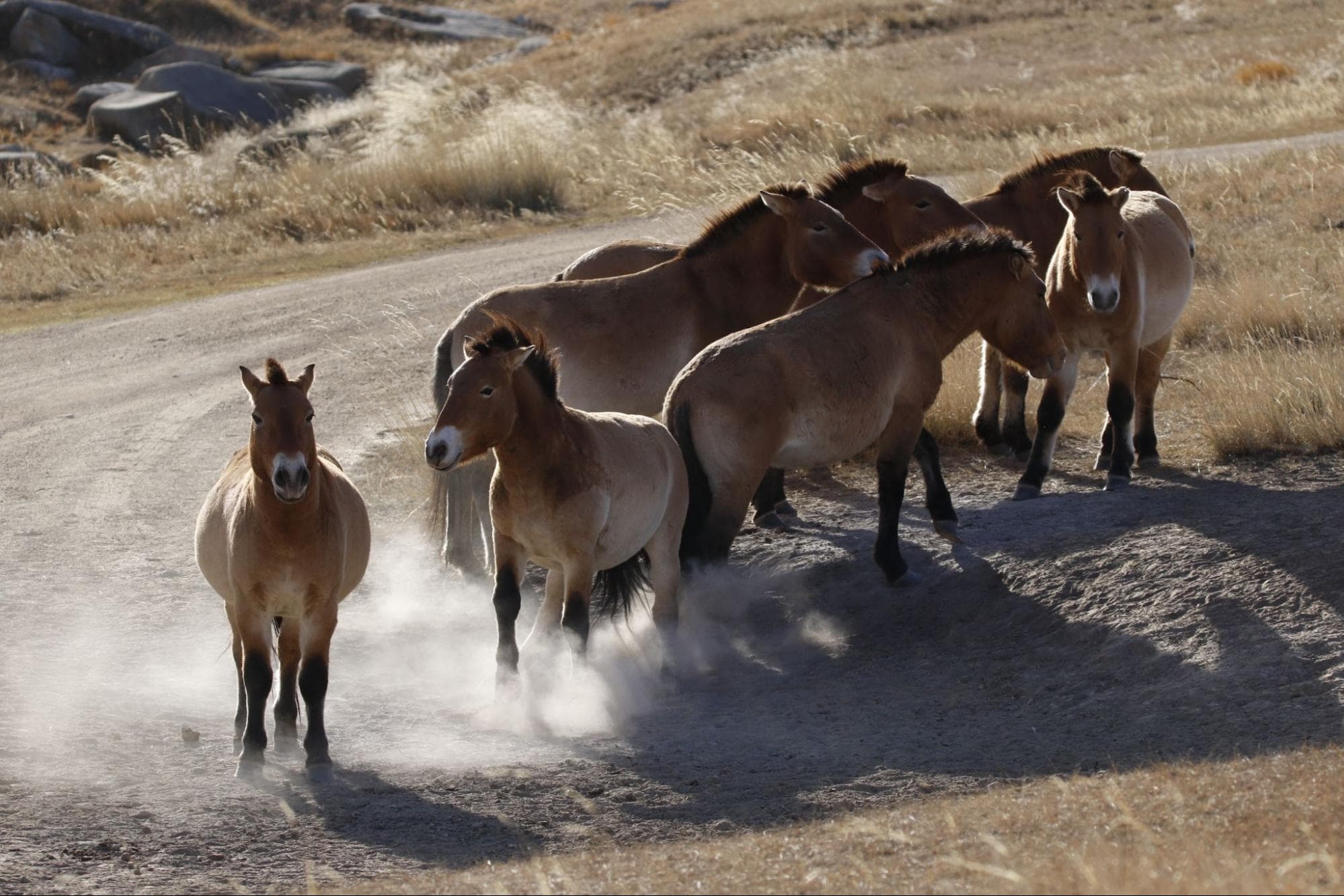 Voyage en Mongolie - Conseils