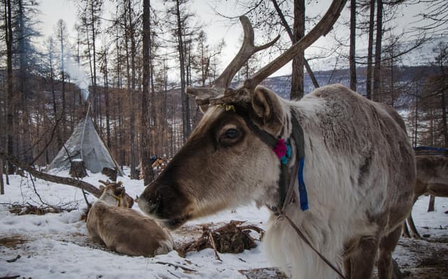 Découvrez l’hiver mongol avec Eco Voyage Mongolie