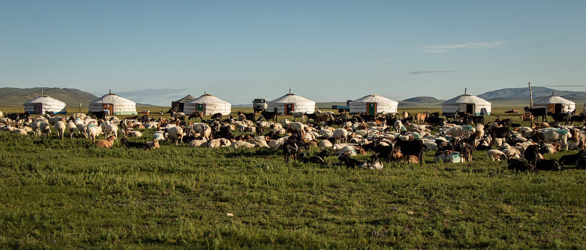 Familles de bergers et moutons dans la steppe