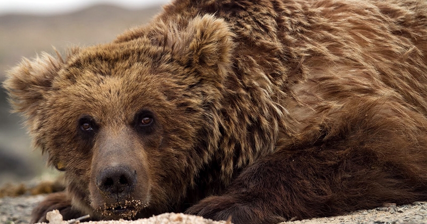 L’Avenir de l’ours « Mazaalai »du Gobi mongol