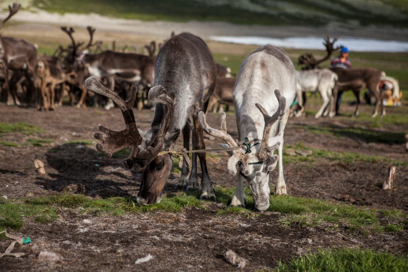 Les éleveurs de Rennes en Mongolie