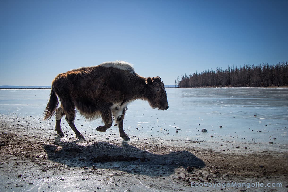 L'hiver en Mongolie