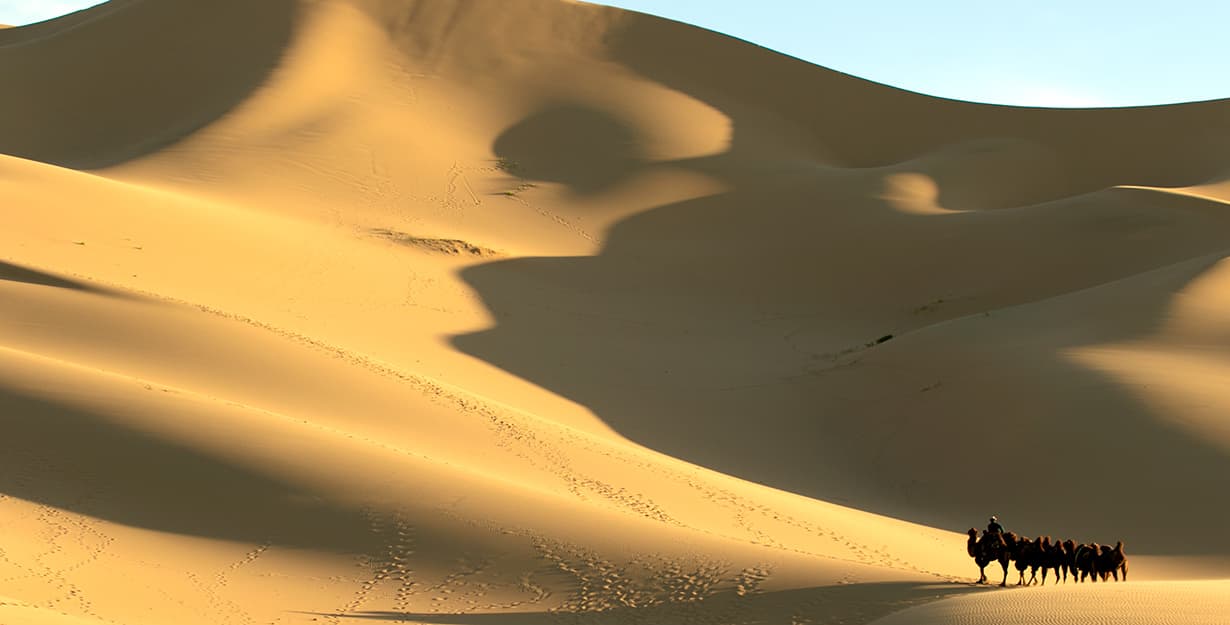 chameaux dans les dunes de sable
