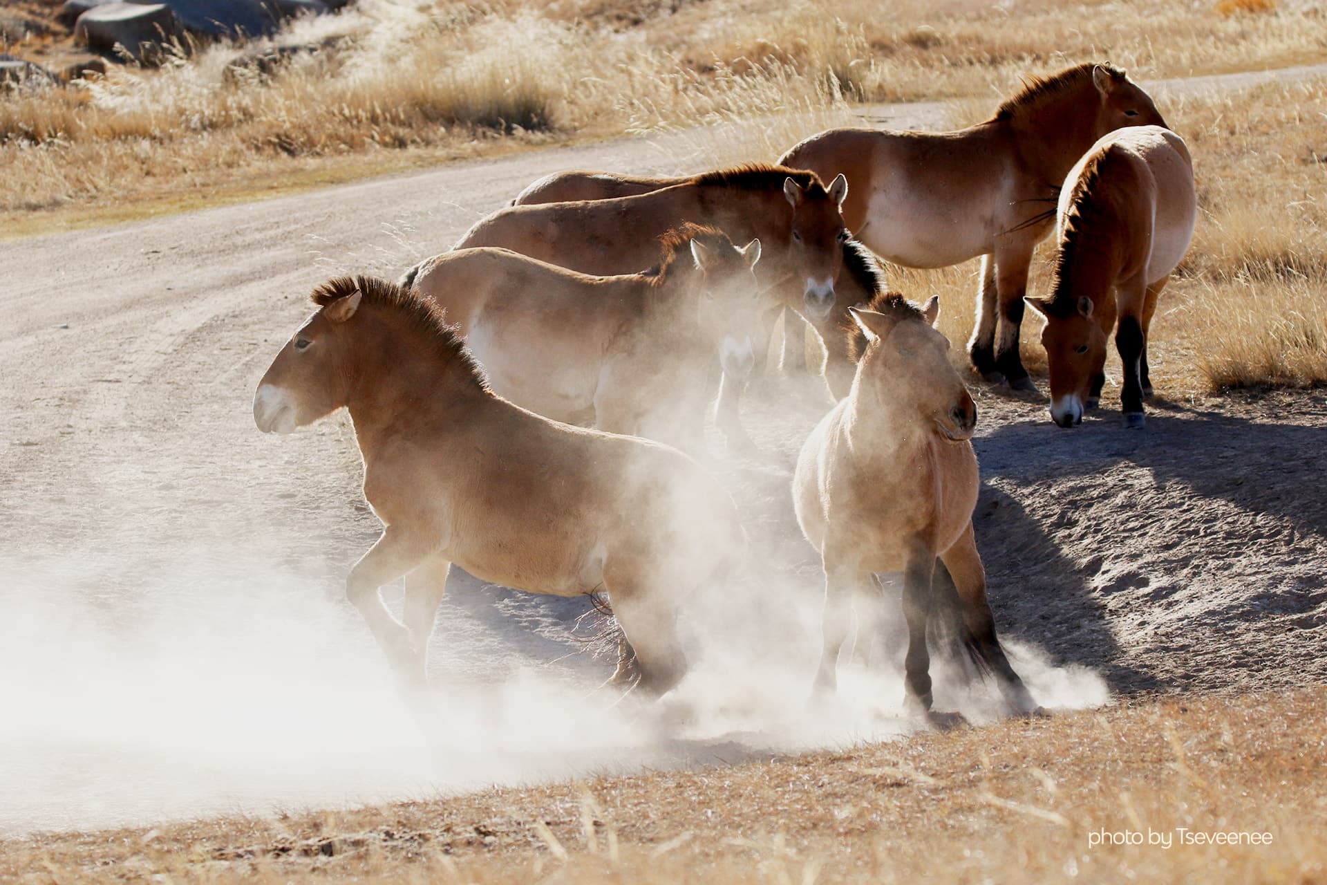 Combats de chevaux sauvages dans le parc national de Khustai