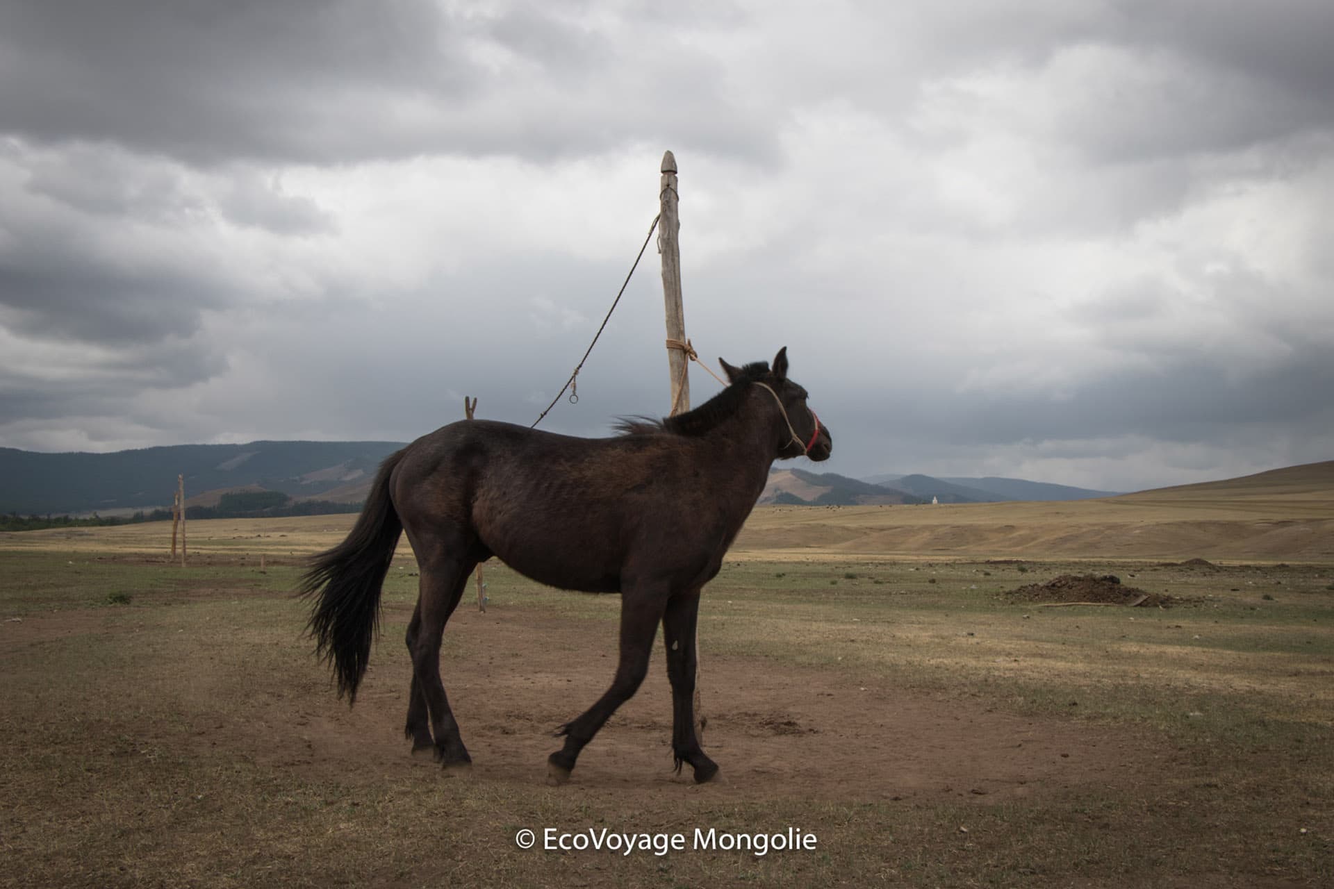 Horse is over nomadic family