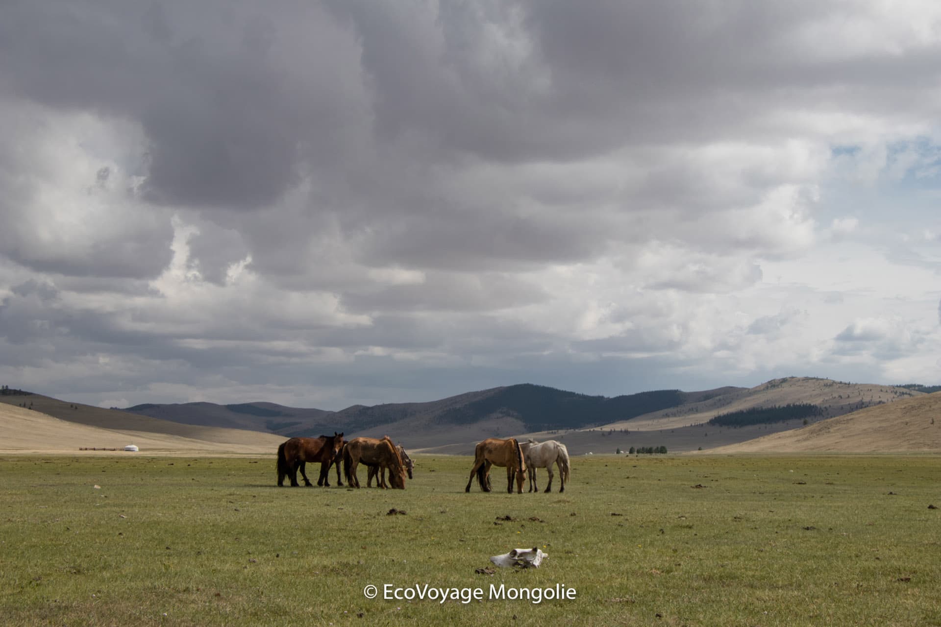 Horses in terelj natianal park