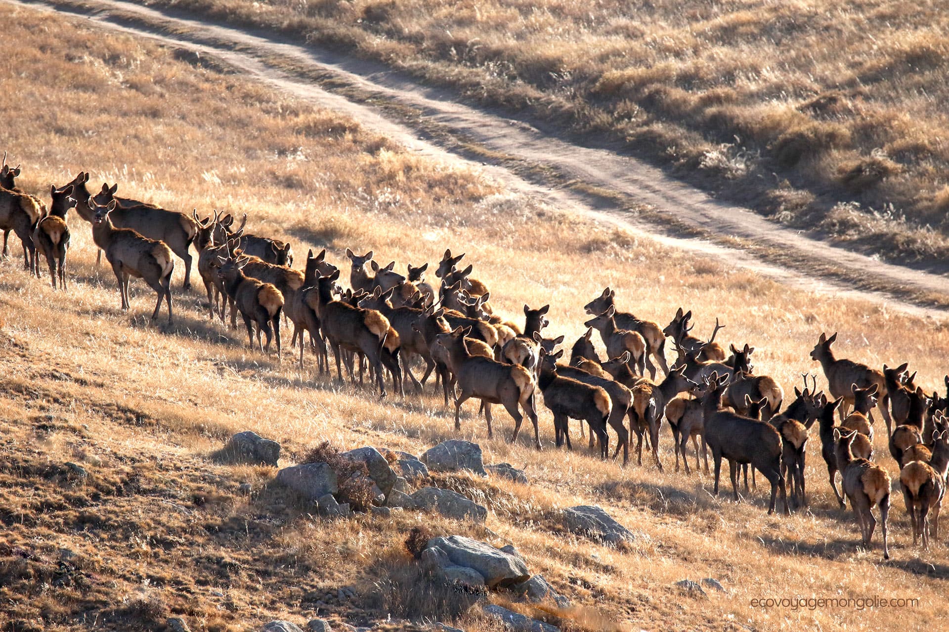 Les cerfs dans le parc national de Khustai