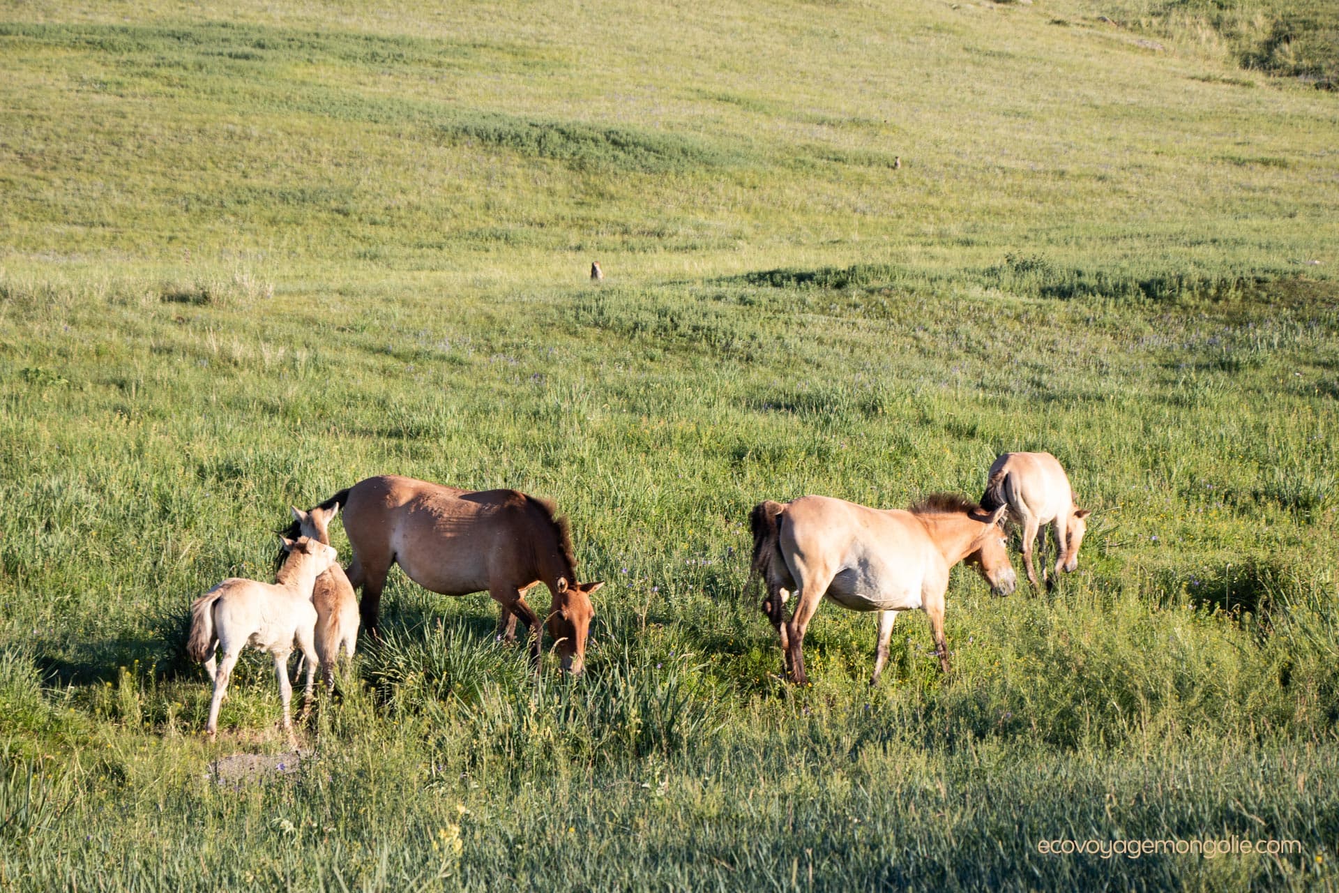 Famille des chevaux sauvages "Przewalski"