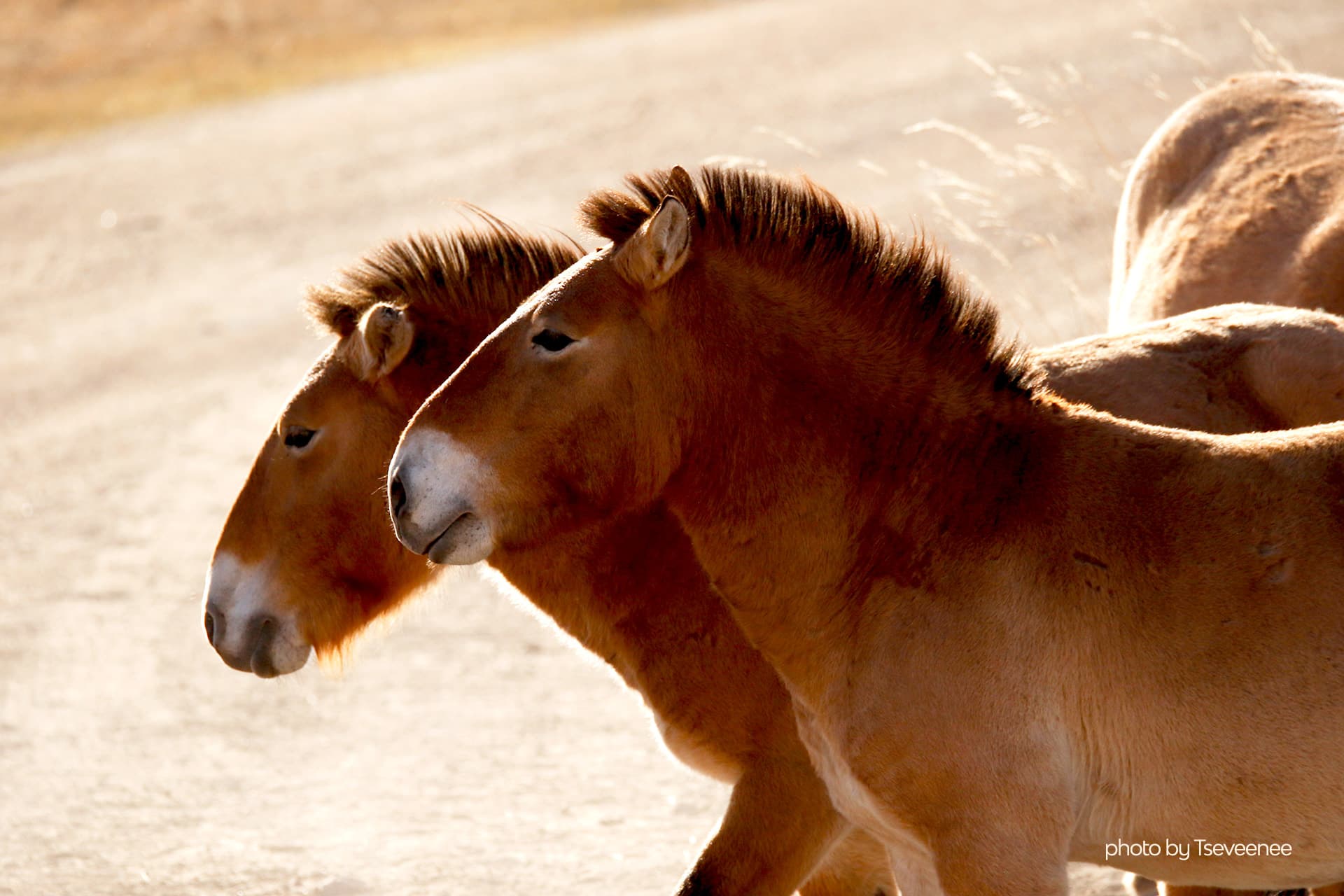 deux chevaux sauvages "Przewalski"