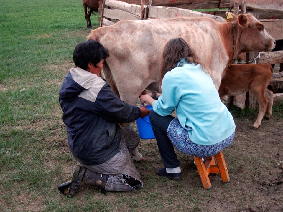 Milking cows