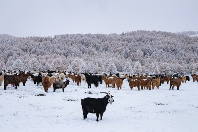 Hiver moutons et chèvres