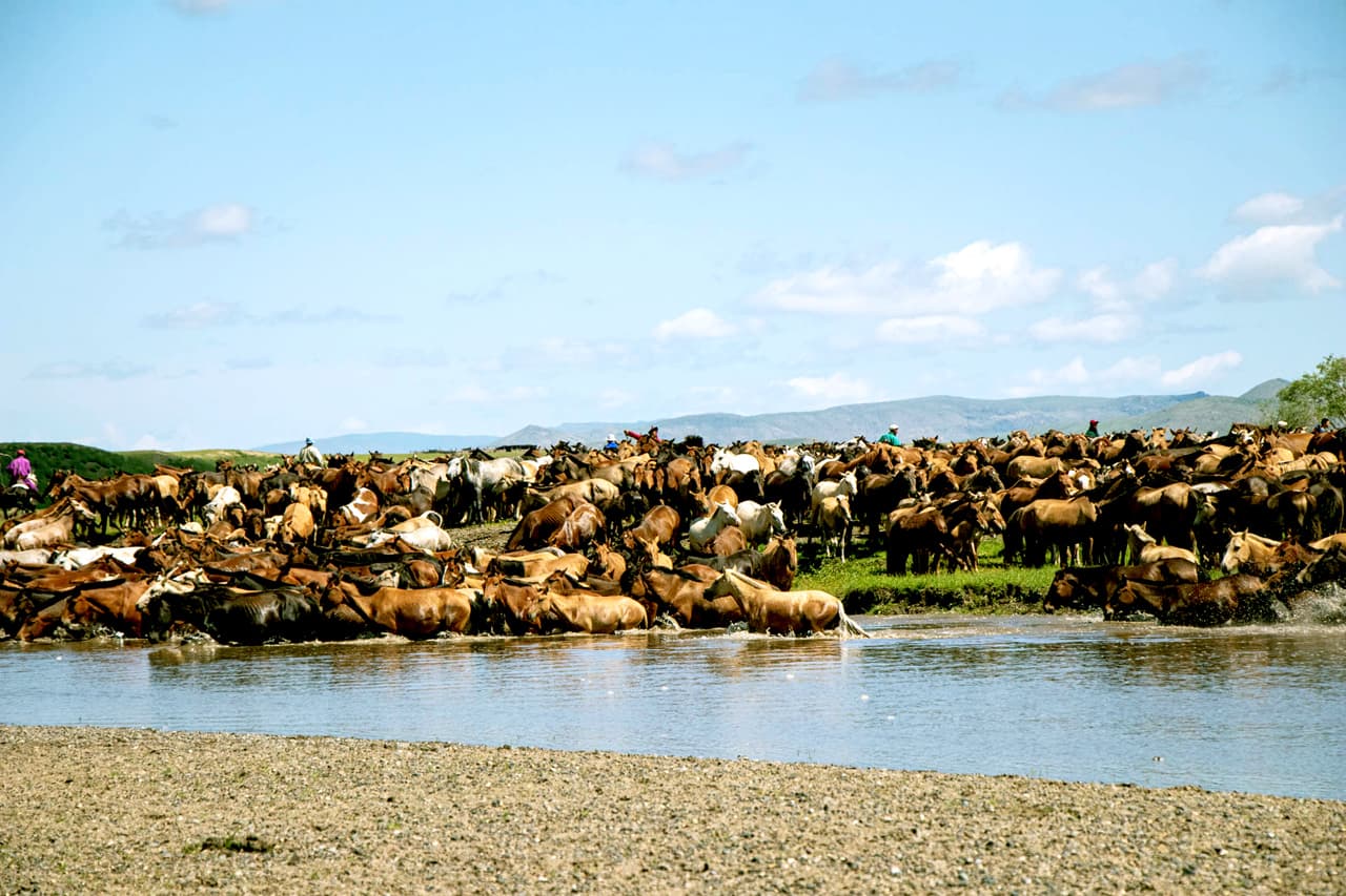 Mongolie cheval