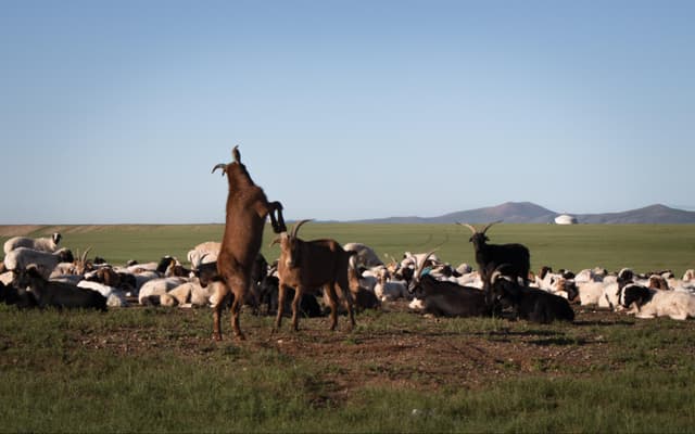 moutons et des chèvres