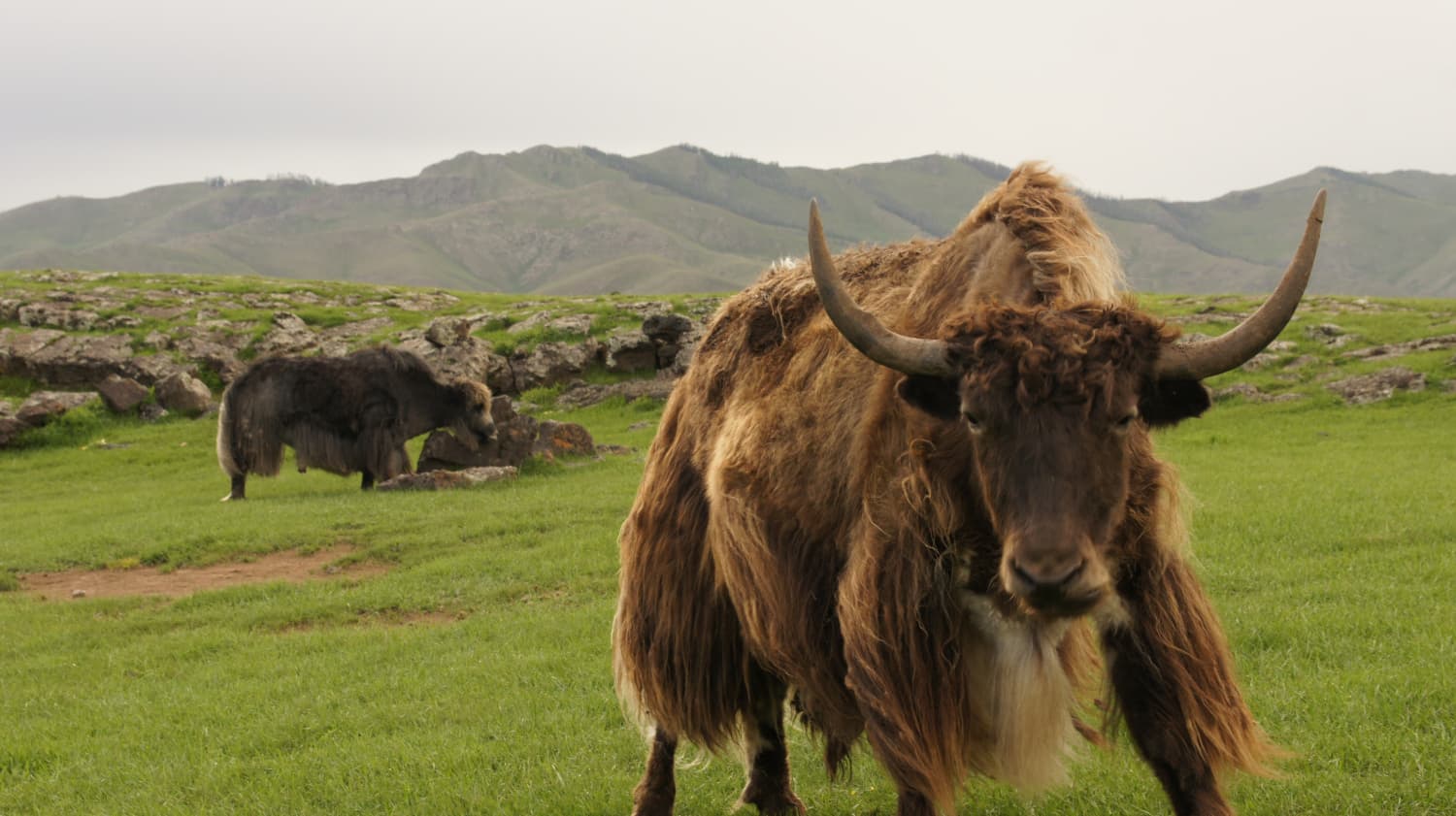 Le yak est venu des montagnes du Tibet à la Mongolie