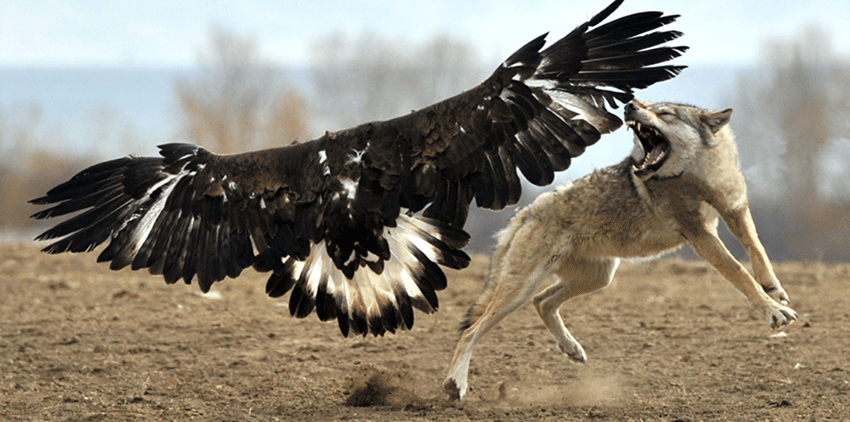 Chasse à l`aigle-voyage en mongolie