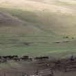 Découverte du pastoralisme mongol : artisanat du cachemire et du feutre