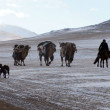 Magie de l’Altaï : authentique chevauchée mongole
