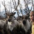 Rencontre avec les Tsaatans au nord de la Mongoilie « les éleveurs des rennes »