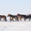 Le fêstival des milles chevaux dans la steppe mongole