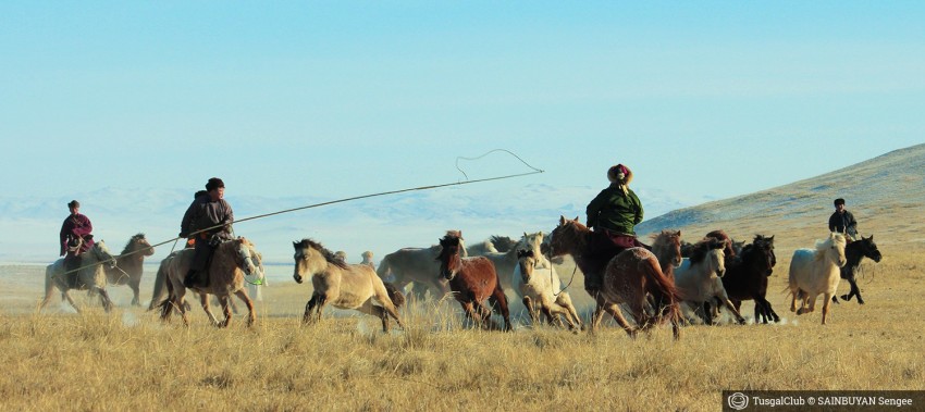 Le  fêstival des milles chevaux dans la steppe mongole