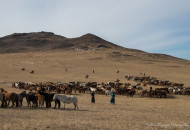 Festival de cheval hivernal en mongolie 2018