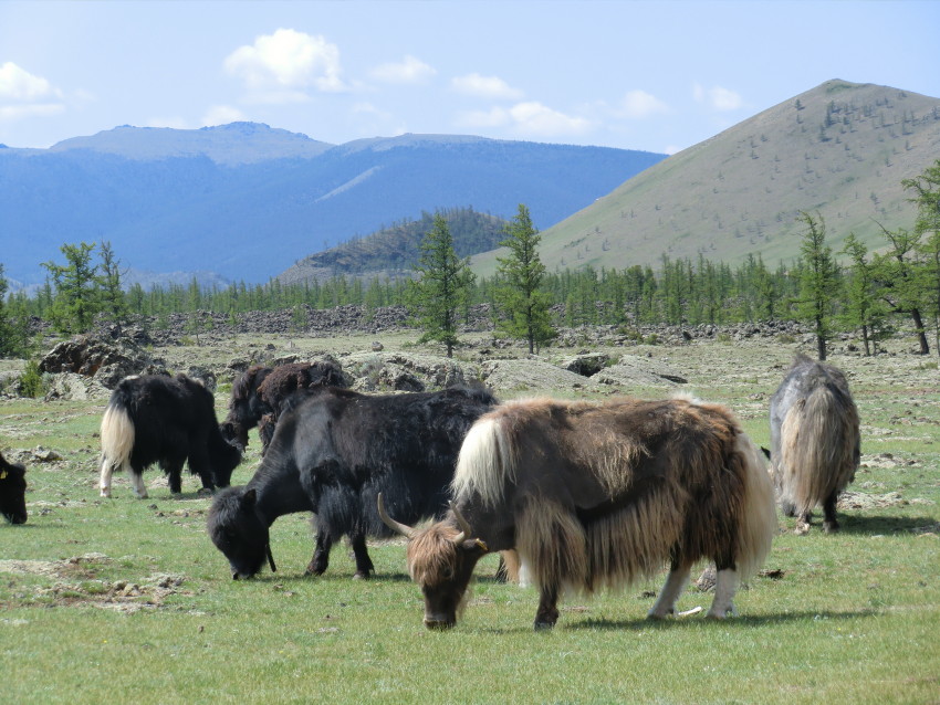 Le yak est venu des montagnes du Tibet à la Mongolie