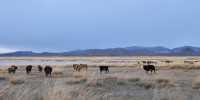 mongolie bœufs