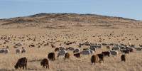 mongolie mouton chèvre